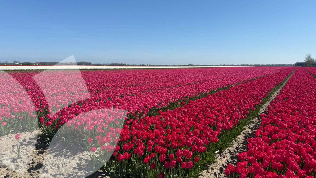 Tulpen en Pioenen