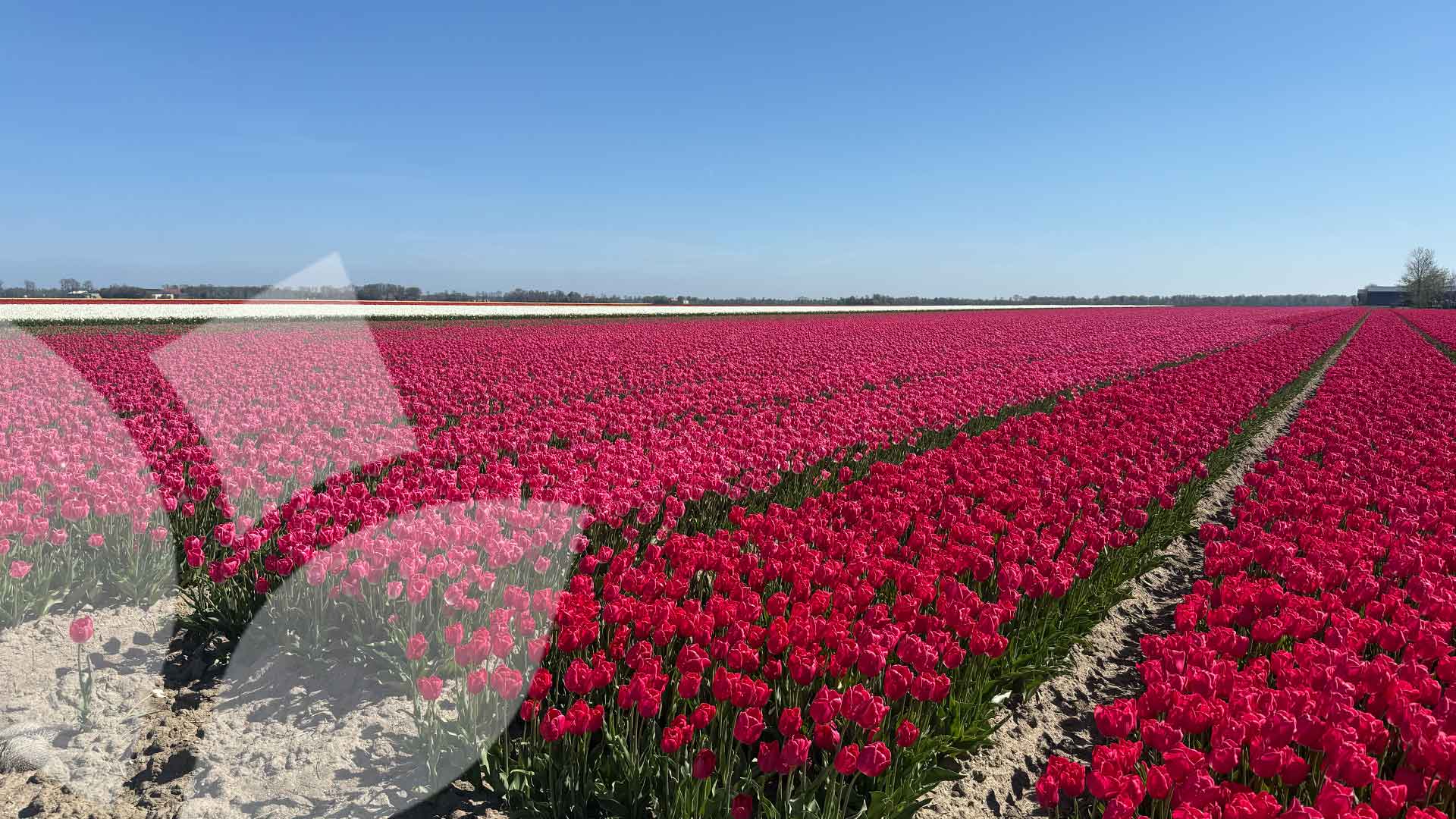 Tulpen en Pioenen